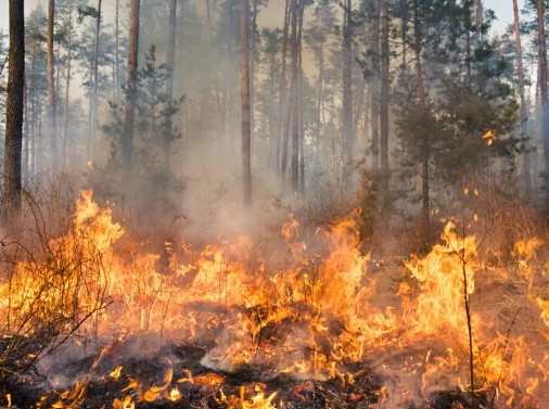 An image showing a BC forest burning during a wildfire.